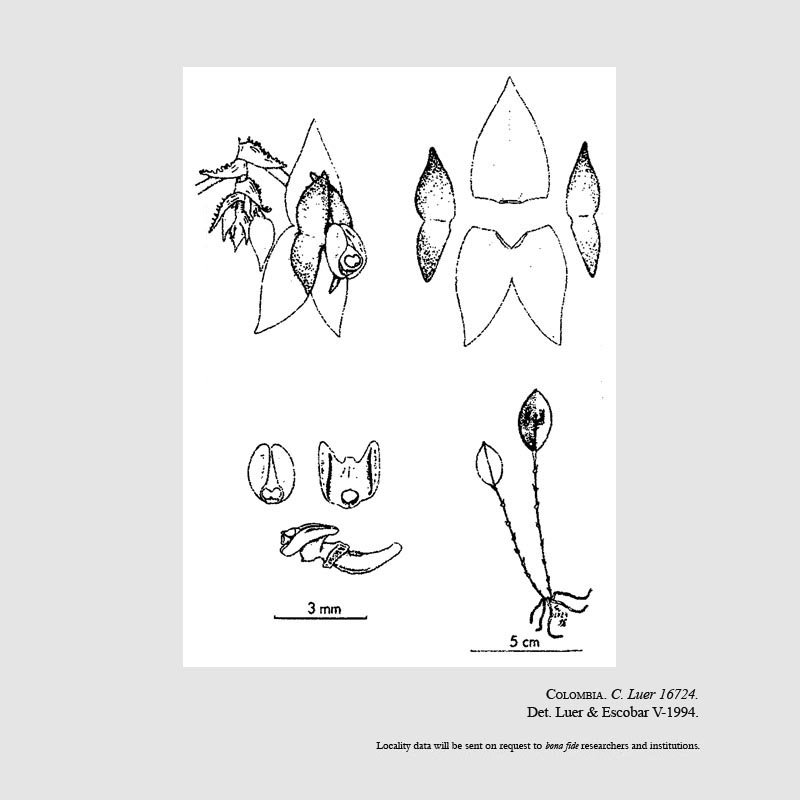 Lepanthes zapatae